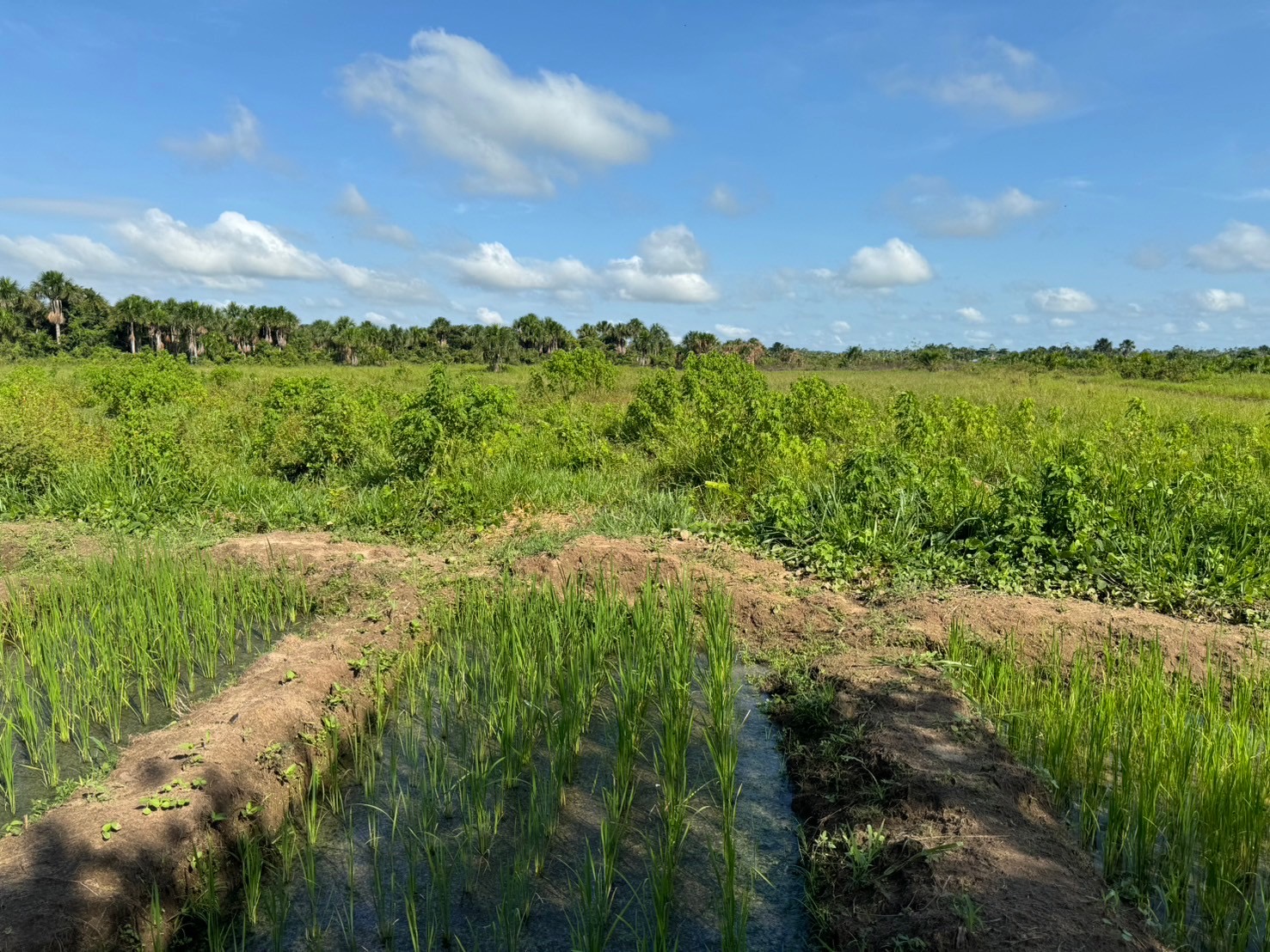 確実に、最高のものを、日本へ
